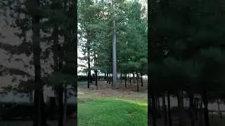 Кедр сибирский (Сосна сибирская кедровая) в окружении молодых кедров / Cedar pine tree