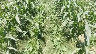 Maize soybean intercropping UAF after 50 days of sowing