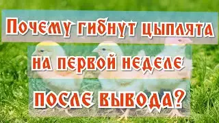 Почему гибнут цыплята на первой неделе после вывода?