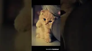 Милые котята VS Милые щенята