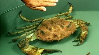 Save Crab Life