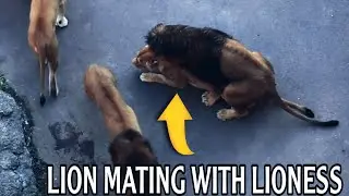 Attaque brutale de lions et accouplement | Battle of the Sexes In The Animal World |
