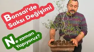Bonsai'de Saksı Değişim zamanı  