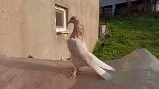 YENİ ÇİFT TEPE SABUNİLER YAKIN ÇEKİM YAVRULAR!!