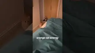 Crazy Cats 🐾 Hilarious Cat Moments! 😹 #CatFunnyVideos #AdorableFelines...