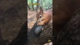 #squirrel. I agreed to the photo shoot.short