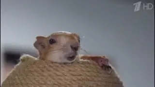 Белка Чип на 1 Канале😁 
