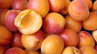 Новинка! Абрикос Пріміус! Apricot Primius. Супертоварні плоди, гарний калібр, оптимальний смак