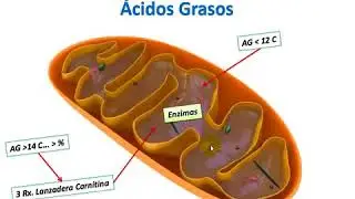 BETA OXIDACION DE LOS ACIDOS GRASOS PARTE 1 - ACTUALIZADO