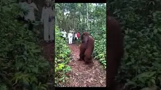 Gigantic Orangutan is freak of nature! 