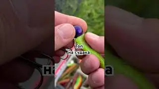 Одна из лучших приманок на судака 