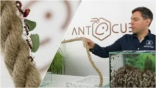ANTSTORE Open ant setup with rope as a liana for leaf-cutter ants