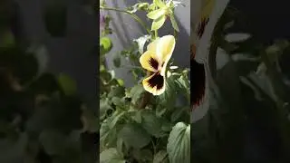 виола 💚💛🧡💙💜