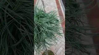 🌲Сосна веймутова Грин Твист на штамбе | Telegram: 