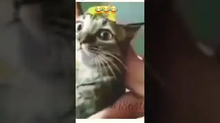 kedi imdat diyor yardım edin diyor😂😂#kediler#edit #keşfet
