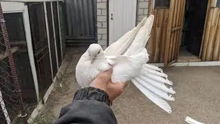 Разговор о николаевских голубях с моим дедушкой