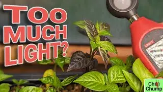 Chilli Pepper Seedlings Getting Too Much Light?