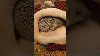 Этот ёж похож на белку