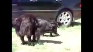 Собаки котов разнимаки