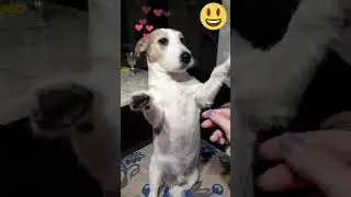 Джек Рассел терьер -Jack Russell 