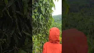 Monsoon - when nature celebrates 🌧️ #kerala