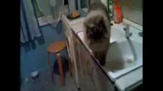 Siersciuch.wmv