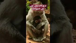 لم يتحمل القرد فراق امه وردة فعله تكسر القلب