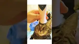 Funny moments 😂 #shorts #viral #tiktok #funny #blogs #animals