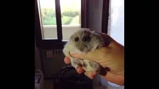hampter squish