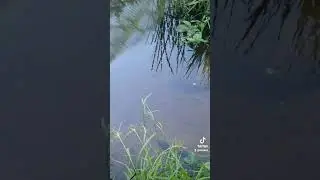 рыбалка на реке Пирита Эстония Таллинн