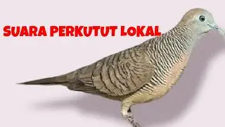 Perkutut lokal suara lantang dan gacor #perkutut #suaraperkututlokal #perkututsuaralantang