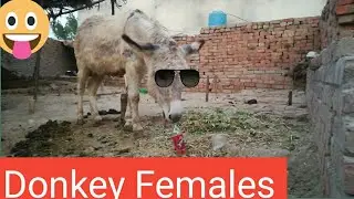 Donkey village home Bottle is a sting pick