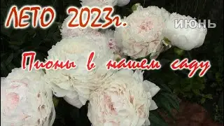 ЛЕТО.  Пионы в нашем саду.