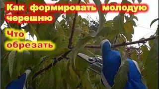 Формировка молодой черешни. Как обрезать черешню без нижних ветвей.
