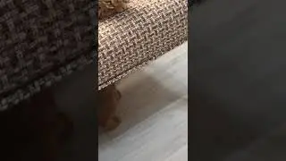Банда каракалят подрастает