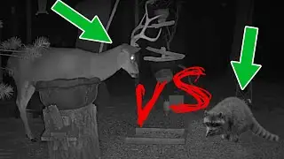 🦌 Wild Buck vs. Raccoon!  🦝