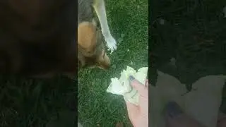 Овчарка АСЯ любит ест капусту 