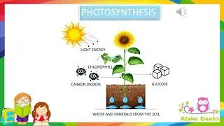 Photosynthesis - Module 1.4 (Chapter 1 - Olympiad Class 4 Science)