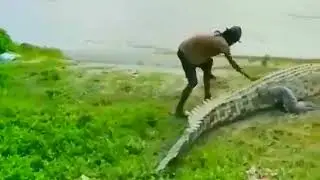 Nyaris pria ini diterkam buaya😲
