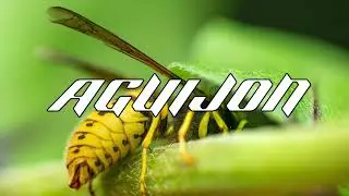 Ponte Perro x Young Miko x L-Gante Type Reggaeton/Malianteo Beat - "AGUIJÓN" -Reggaeton Beat 2024 |-