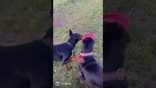 как играет доберман VS хаски