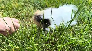 Guinea Pig eating grass
