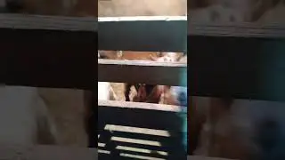 Козлятам ещё нет недели от роду