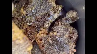 Wild honey harvest from fallen tree