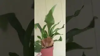 Моя новинка Платицериум Бифуркатум #plants #комнатныерастения #папоротник #моирастения #новинки