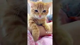 cats2