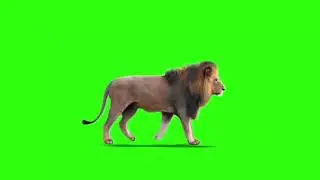 Male Lion Walking on Green Screen   Loop