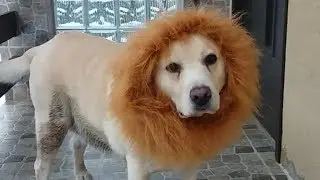Лев