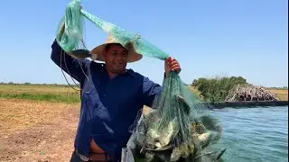 Estas tilapias van del estanque al disco