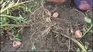 Мой огород